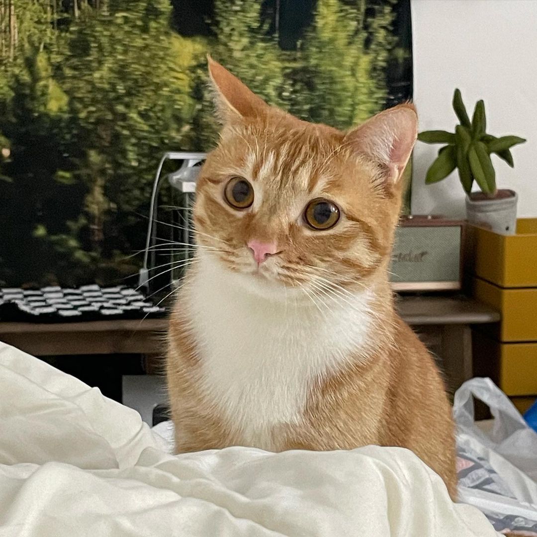 고양이에게 사랑받는 법, 무관심이 답이다